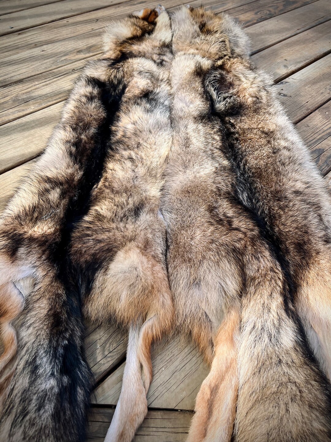 XL Tanned Dark Coyote Pelt Maine Coyote, Fur, Brush Wolf, Professional