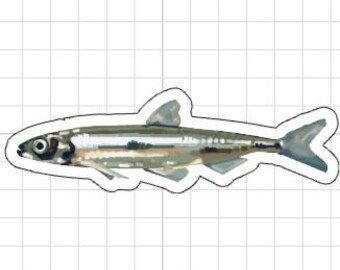 Delta Smelt Fish Sticker