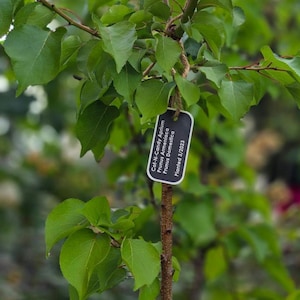 Custom Tree Identification Tag