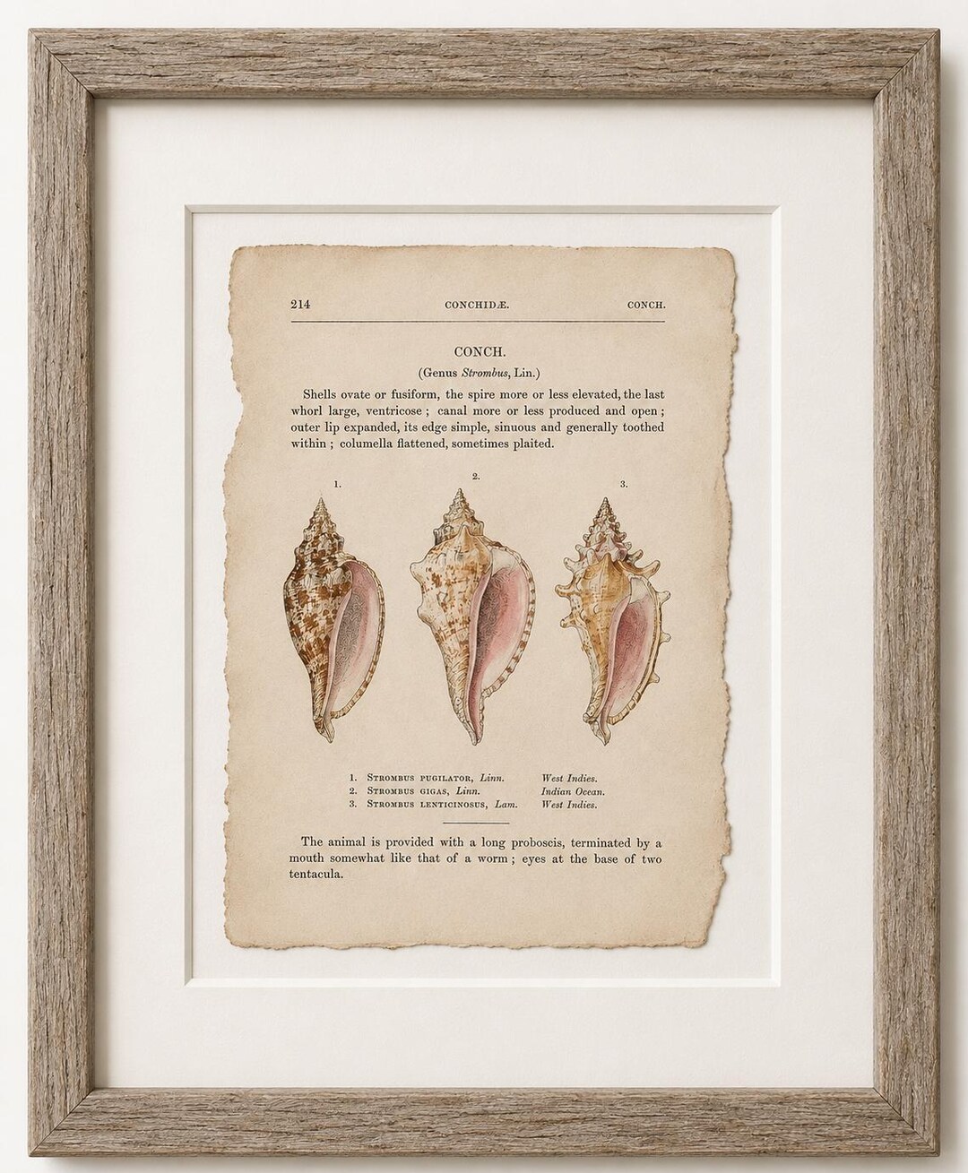 Vintage Conch Shell Print | Antique Coastal Wall Art | Neutral Nautical ...