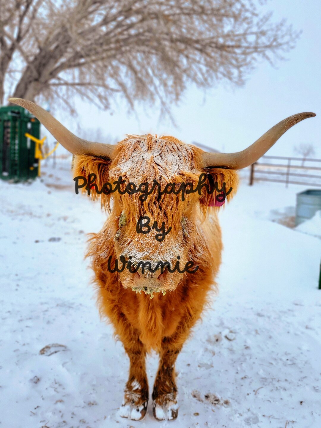 Scottish Highland Cow in Snow, Animal Print, Shaggy Cow, Wall Art