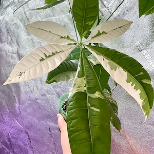 Money Tree Variegated - Rooted Branch - Cutting - US SELLER