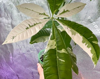 Money Tree Variegated - Rooted Branch - Cutting - US SELLER