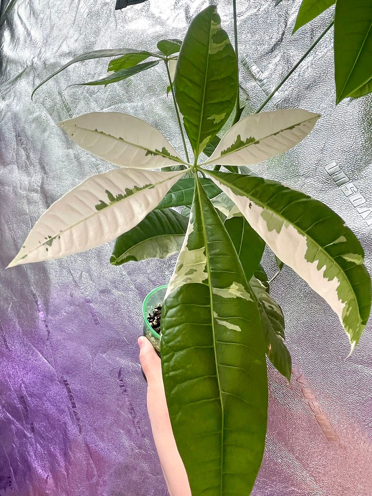 jellycat monstera Amuseables Monstera Plant Jellycat – Pigment main image 1