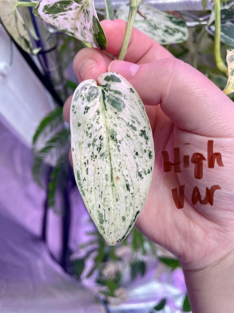 packTHEnature Scindapsus Jade Satin - Thumbnail 3