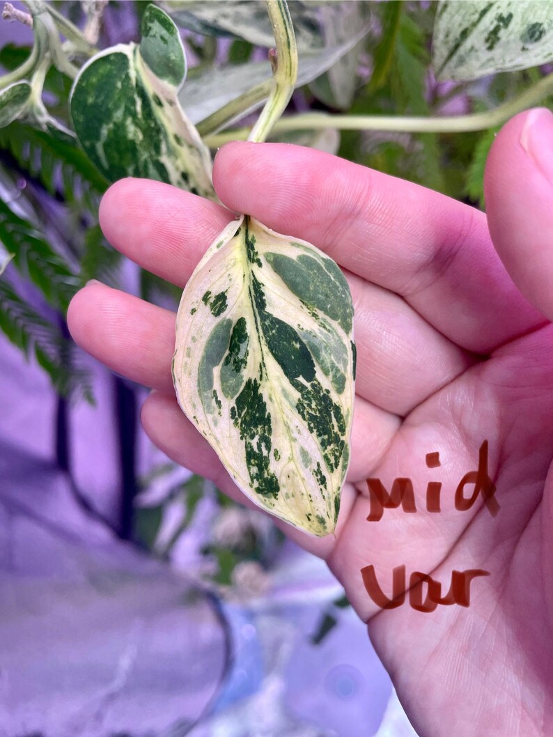 packTHEnature Scindapsus Jade Satin - Thumbnail 5