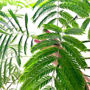 May include: Close-up of vibrant green fern-like leaves. The leaves are arranged in a symmetrical pattern, with small leaflets branching out from a central stem. The image is well-lit, highlighting the texture and detail of the foliage. The background is a soft, out-of-focus white.