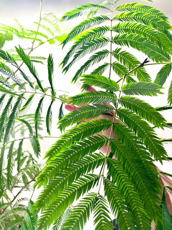 Everfresh Tree - Cojoba Arborea - US SELLER - Etsy