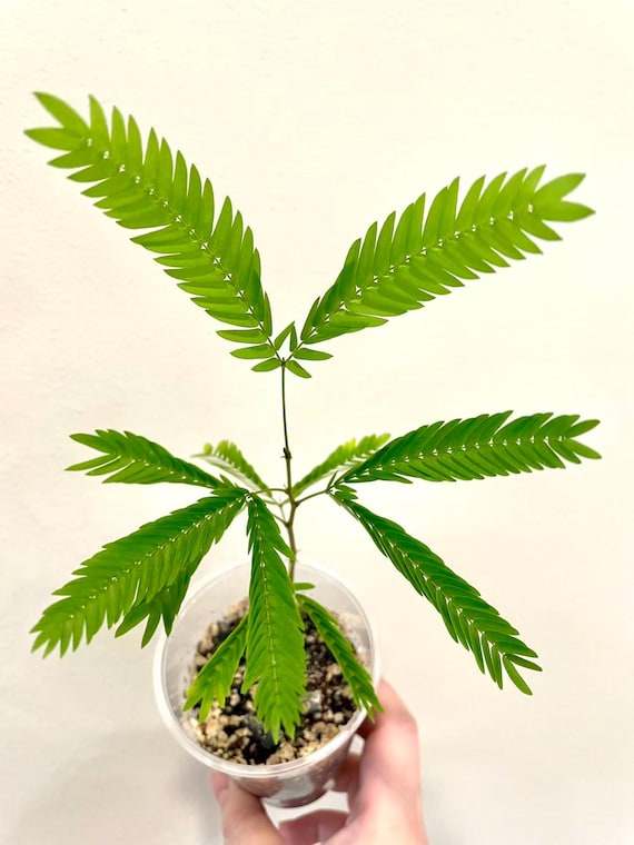 Everfresh Tree - Cojoba Arborea - US SELLER - Etsy