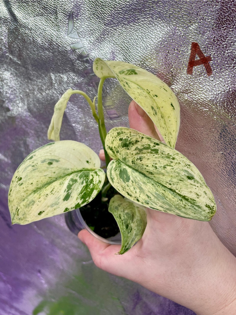 packTHEnature Scindapsus Jade Satin - Thumbnail 4
