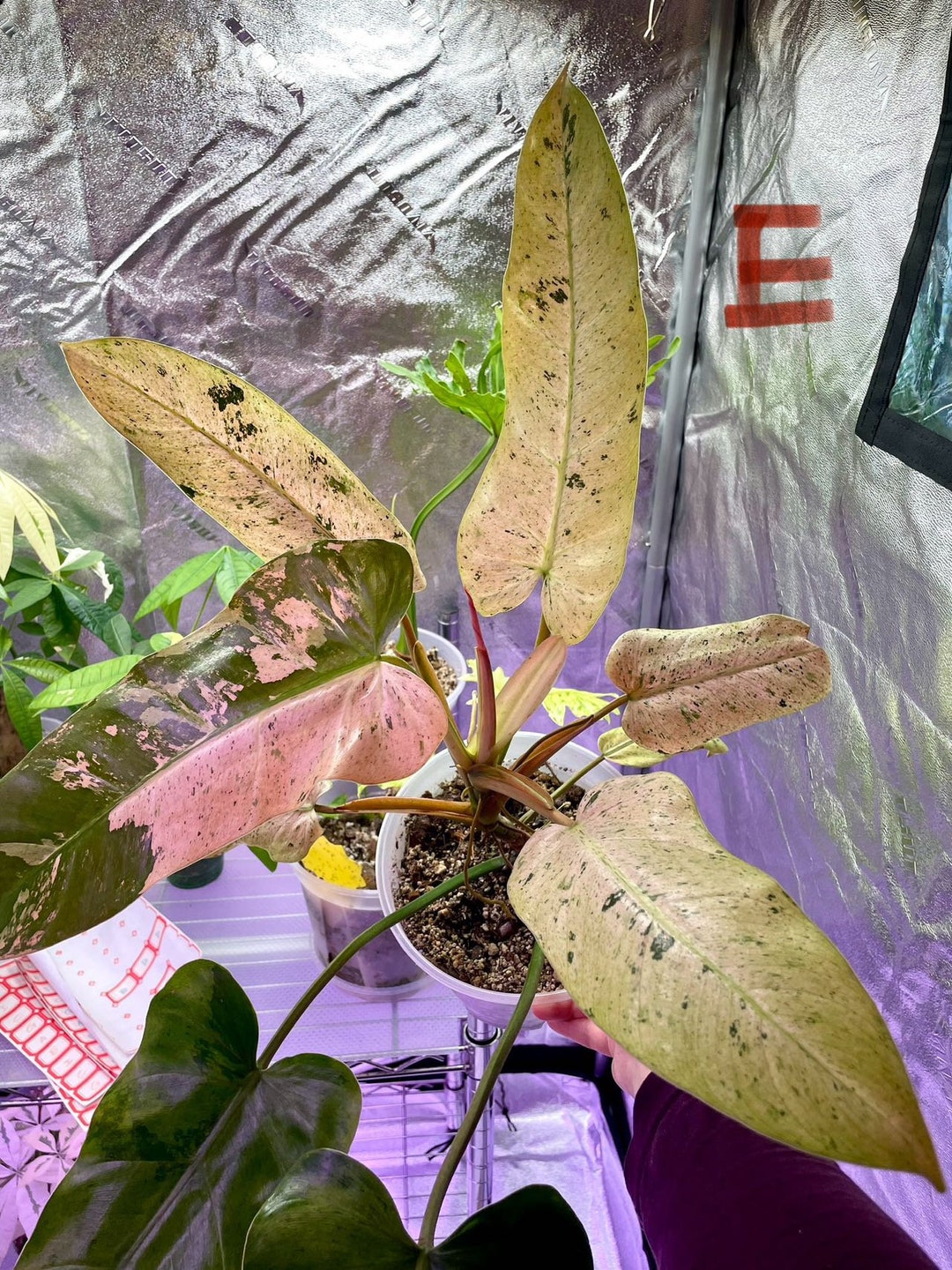 お礼や感謝伝えるプチギフト Philodendron Etsy - SELLER US - Rooted Variegated- Way Whipple その他観葉植物