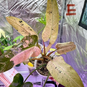Philodendron Whipple Way Variegated- rooted - US SELLER