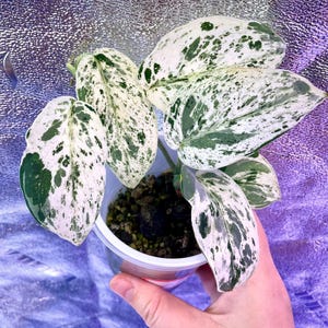 May include: A small potted plant with white and green variegated leaves. The leaves have a marbled pattern.