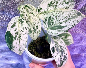 May include: A small potted plant with white and green variegated leaves. The leaves have a marbled pattern.