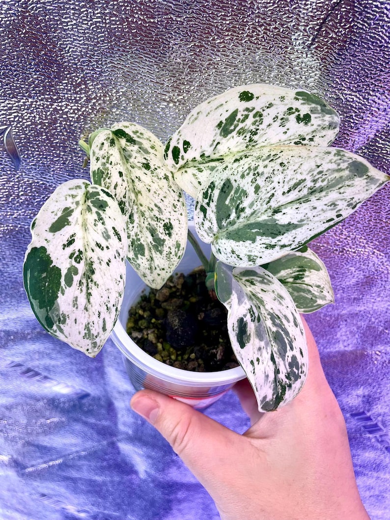 packTHEnature Scindapsus Jade Satin