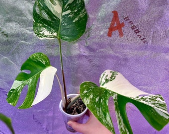 Monstera Albo Top Cutting - Rooted - US SELLER - special DEAL