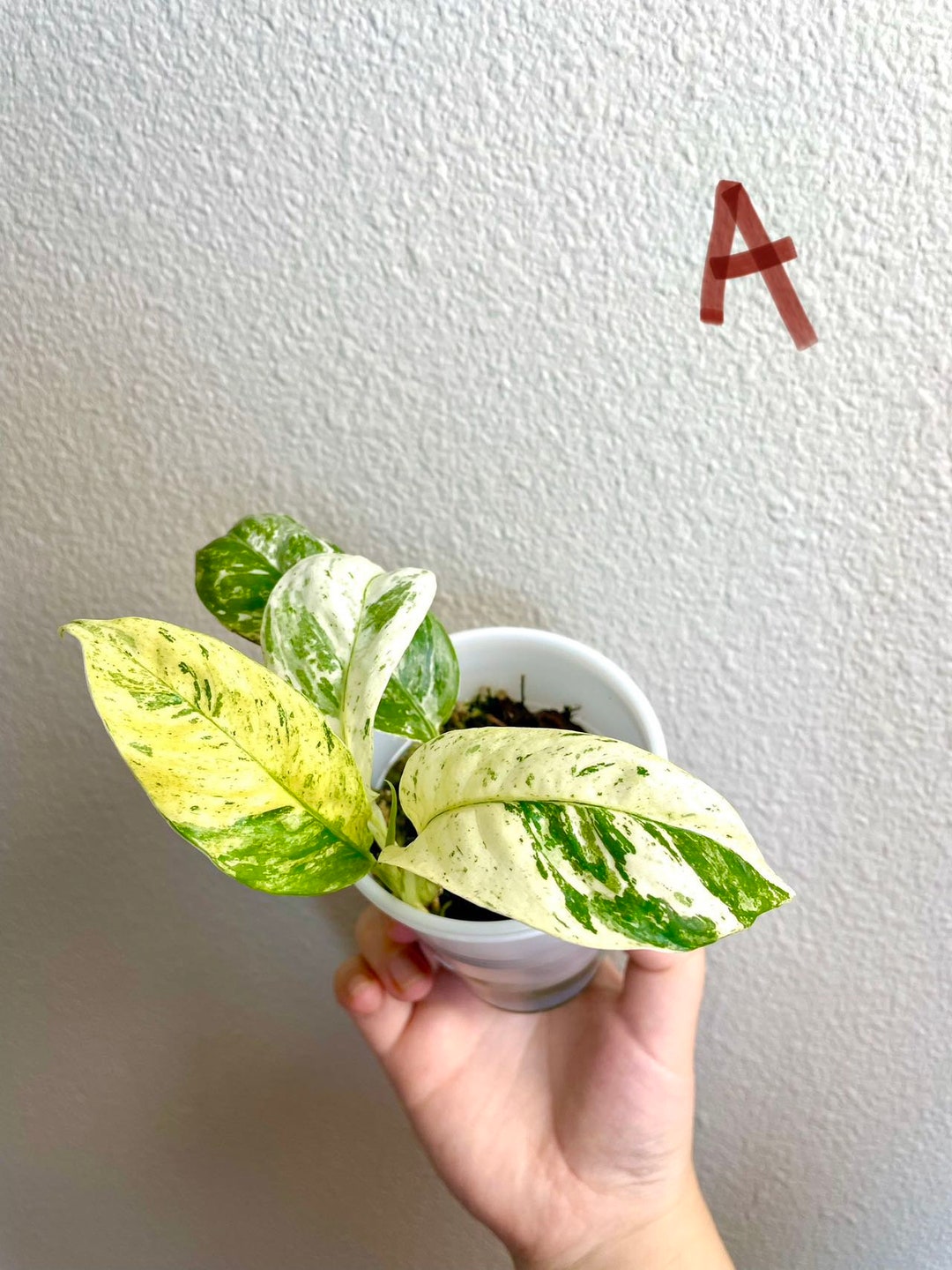 Rhaphidophora Puberula Variegated US SELLER - Etsy