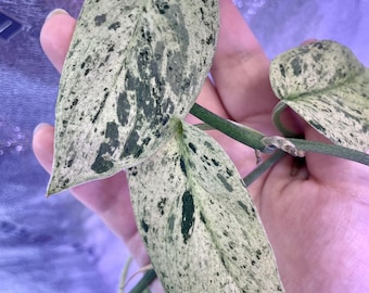 Variegated Scindapsus Blue Tears fresh cutting bare roots- US SELLER