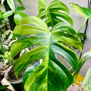 Monstera Aurea - Yellow Variegated borsigiana - Cutting - Rooted - US SELLER - special DEAL