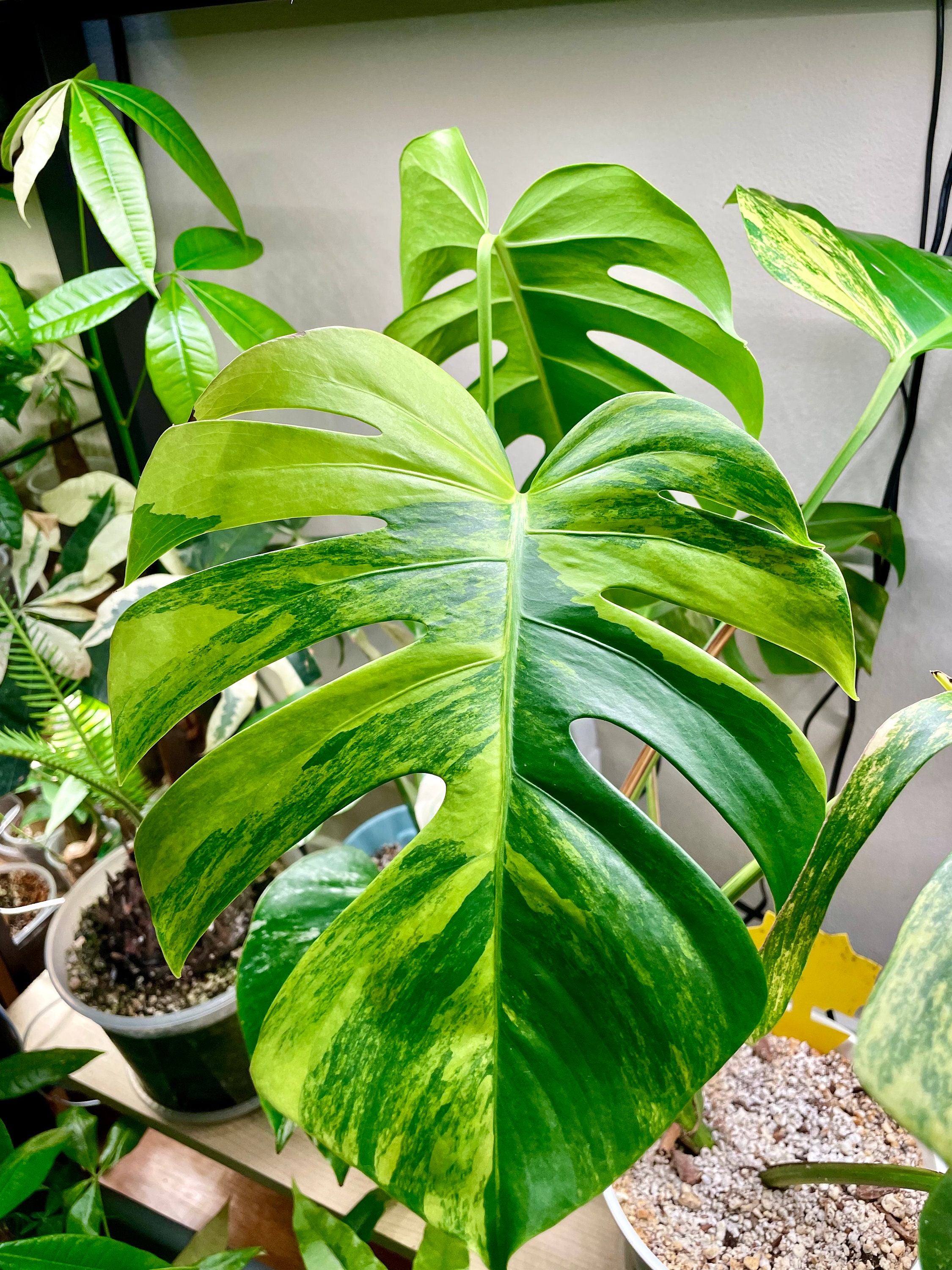 Monstera Aurea Large Form - Etsy