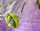 Artikel aus diesem Shop