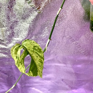 Amydrium Zippelianum Mint Variegated - US SELLER - Rare