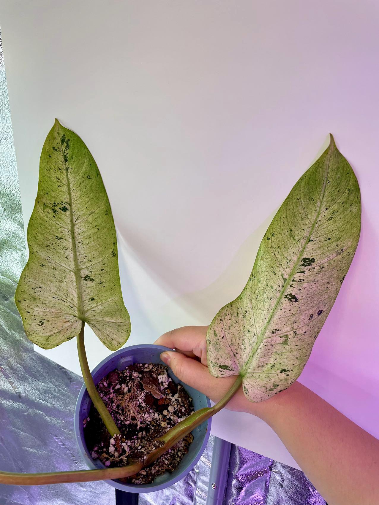 Philodendron Whipple Way Variegated- Rooted - US SELLER - Etsy