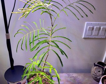 Everfresh Tree - Cojoba Arborea - US SELLER - Etsy Israel