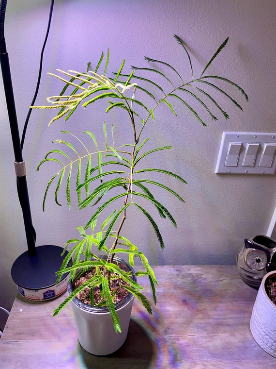 Everfresh Tree - Cojoba Arborea - US SELLER - Etsy