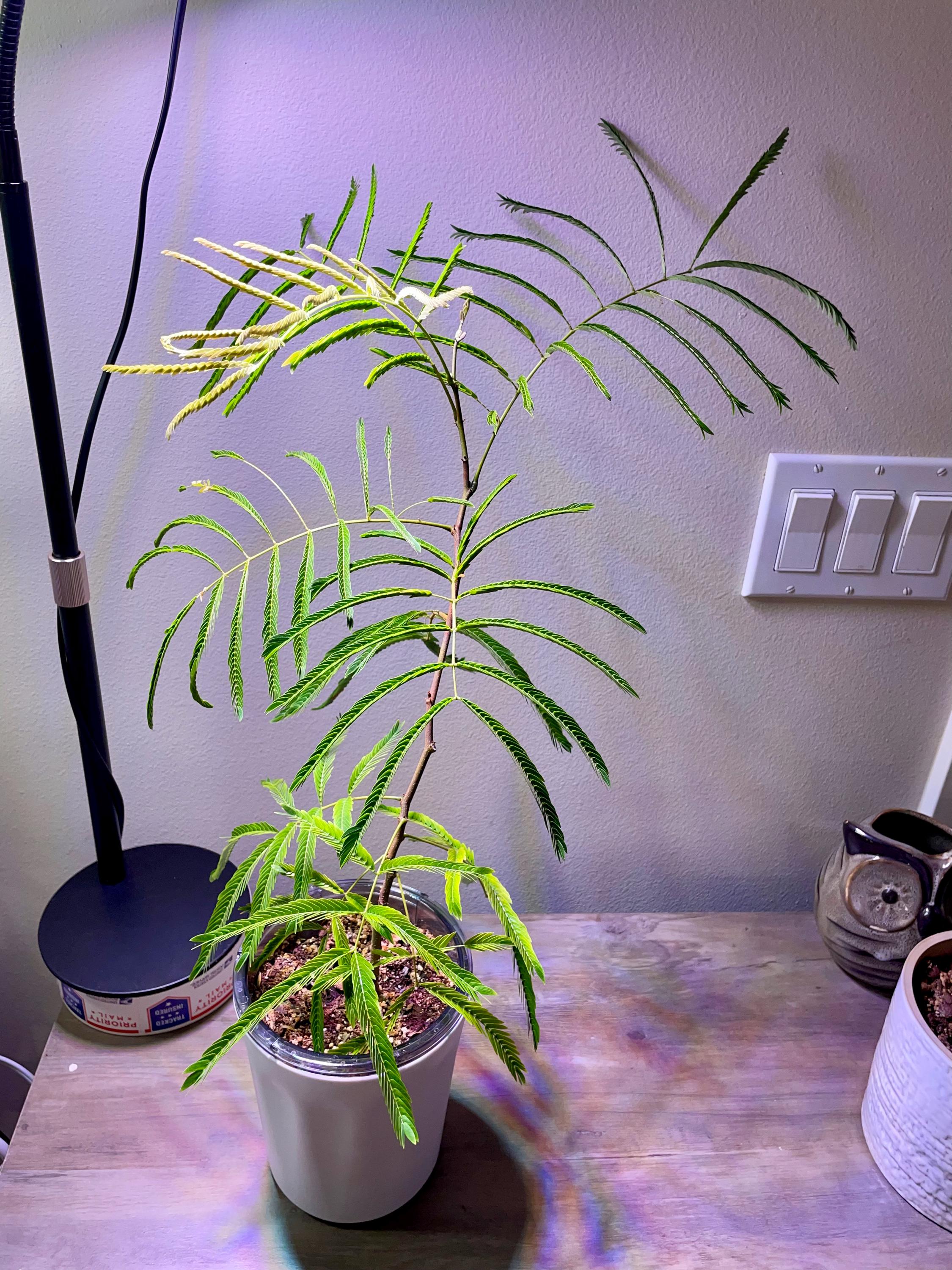 Everfresh Tree - Cojoba Arborea - US SELLER - Etsy