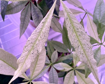 arboricola schefflera Schefflera arboricola 'Dwarf'