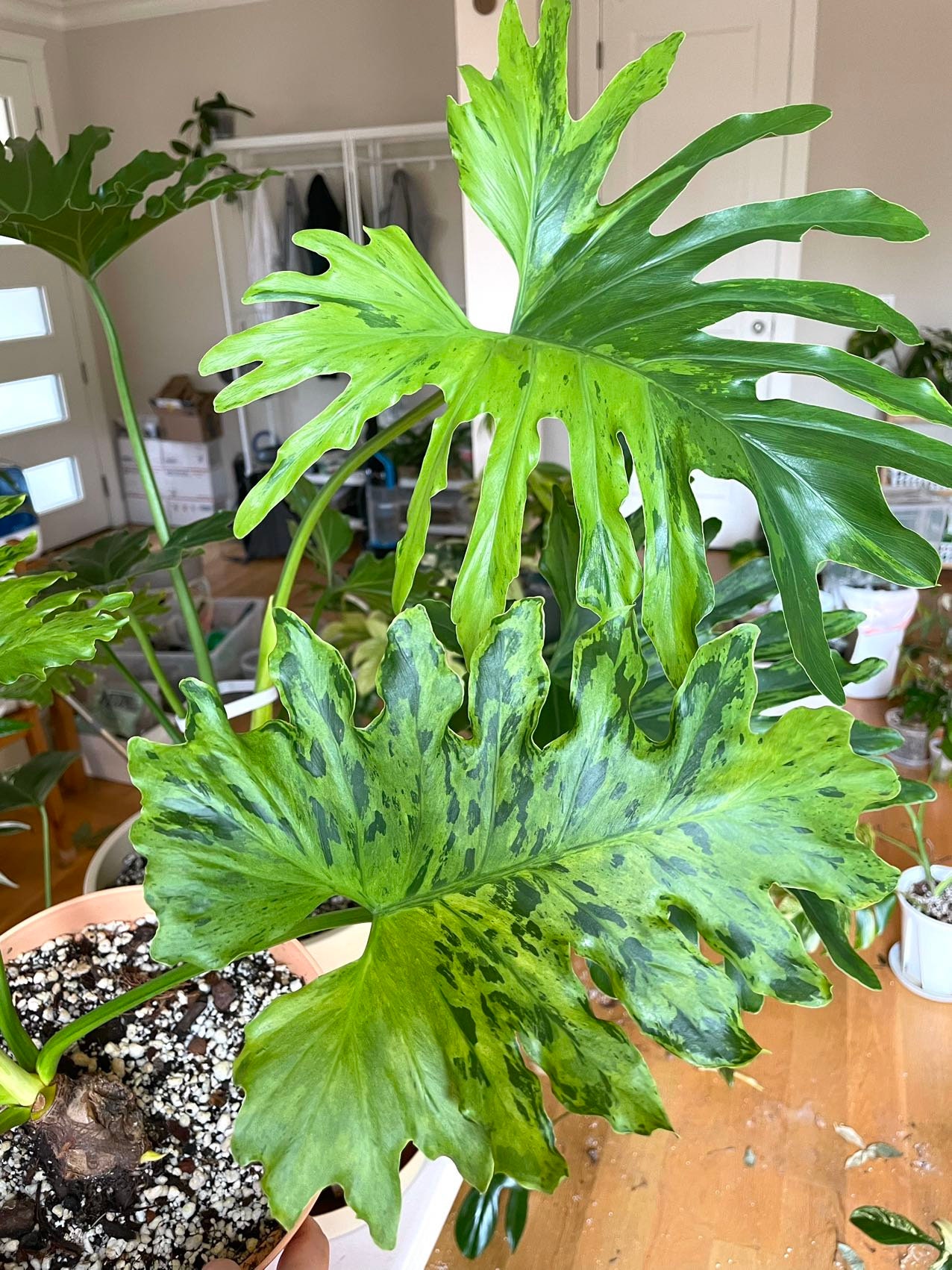 black succulent plant ZZ Zamioculcas 'Black Queen' main image 1