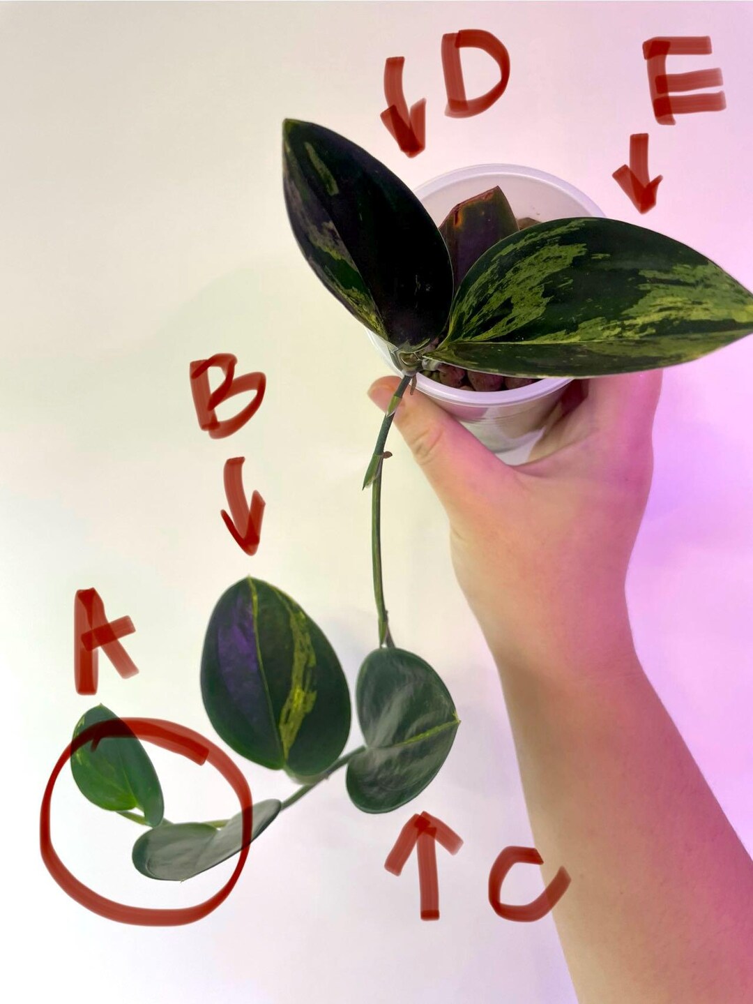 その他観葉植物 scindapsus treubii tricolor Scindapsus sp. 