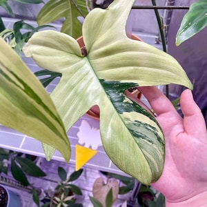 Philodendron Florida Mint - US SELLER