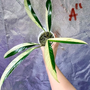 Variegated Rhaphidophora Megasperma - Add on Item - US SELLER