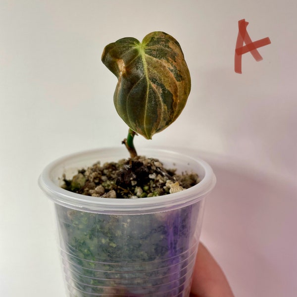 Variegated Philodendron Melanochrysum - US SELLER