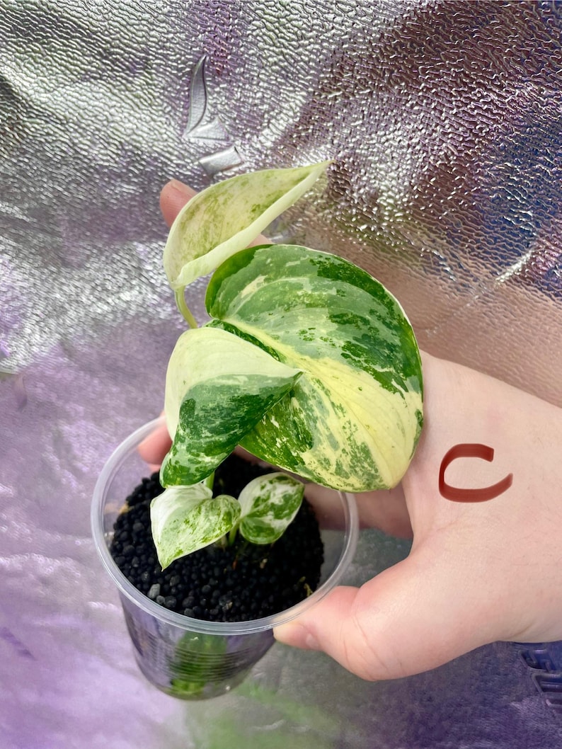 packTHEnature Scindapsus Jade Satin - Thumbnail 2