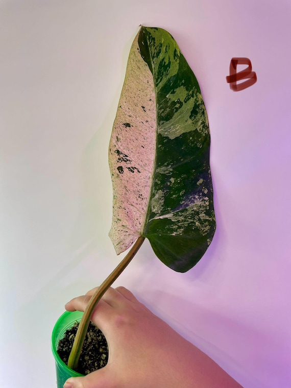 Philodendron Whipple Way Variegated- Rooted - US SELLER - Etsy Philodendron Whipple Way Variegated- Rooted - US SELLER - Etsy