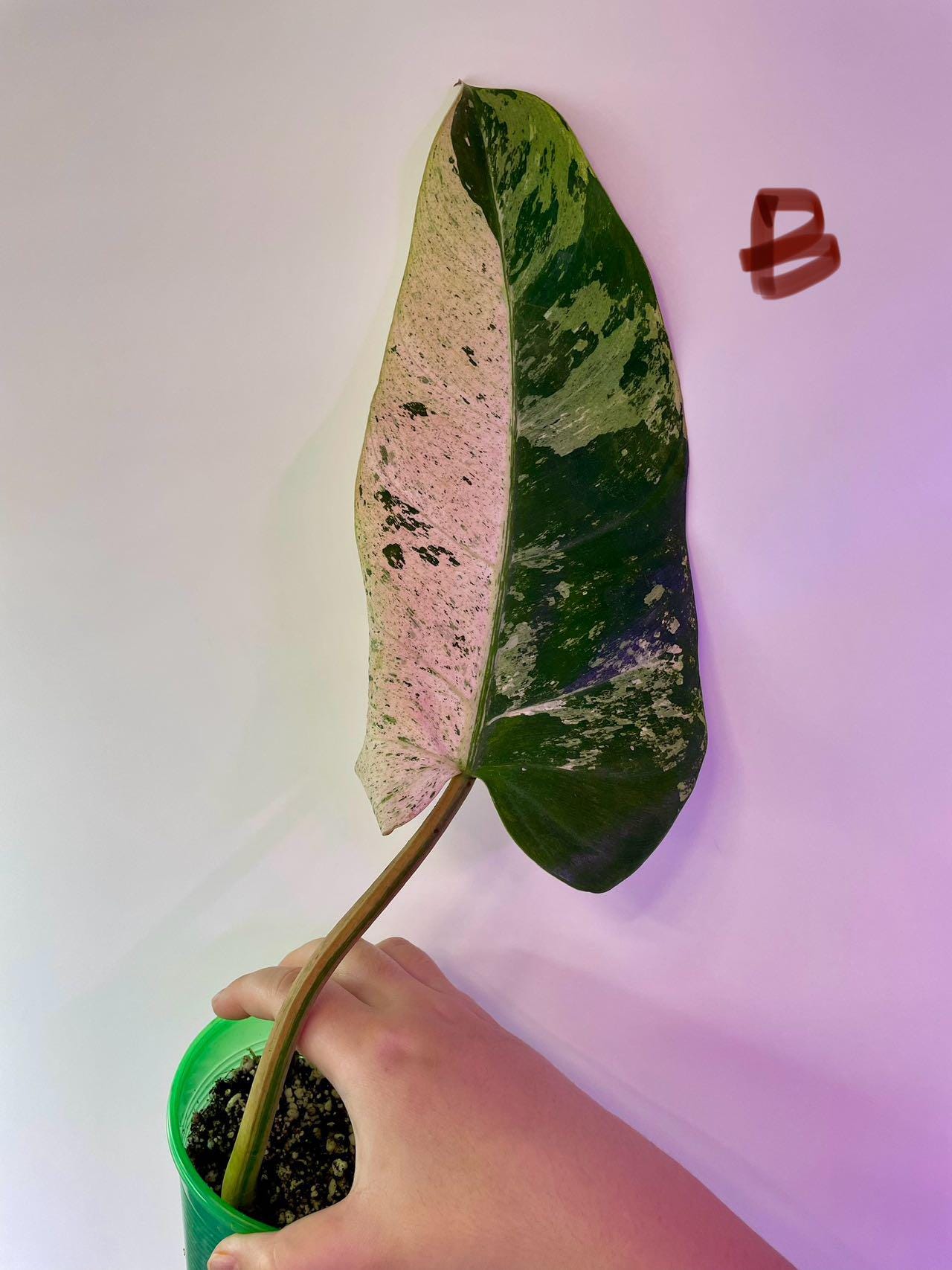 Philodendron Whipple Way Variegated- Rooted - US SELLER - Etsy