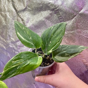 Scindapsus Yupa ハーフムーン Scindapsus Half Moon - Etsy