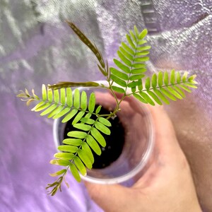 Everfresh Tree - Cojoba arborea - Narrow slim form - US SELLER