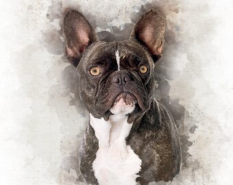 May include: A brown and white French Bulldog with a serious expression, looking directly at the camera. The dog is set against a watercolor background.