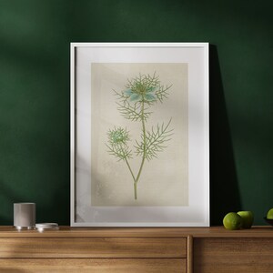 Nigella Damascena - Vintage Floral Poster | Framed Botanical Wall Art | Antique Botanical Illustration | Flower Art Print | Love in a Mist