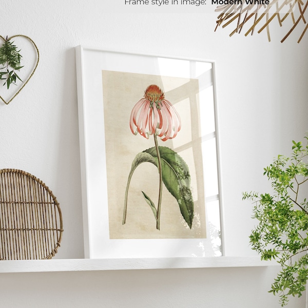 Purple Coneflower - Vintage Floral Poster | Framed Botanical Wall Art | Antique Botanical Illustration | Flower Art Print | Plant Art Print