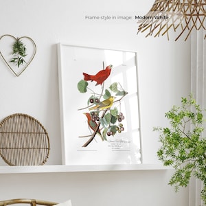 Pájaro rojo de verano: póster de pájaro vintage, arte de pared de granja enmarcado, decoración rústica para el hogar, impresión de animales de bellas artes, pintura de pájaros antiguos
