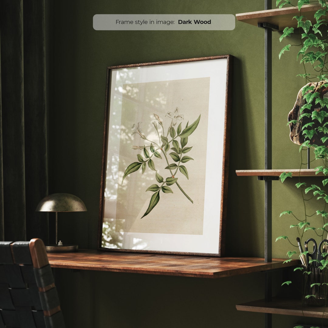 Framed Jasmine Flower Art Print – Vintage Botanical Illustration - Etsy