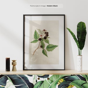 Black Raspberry - Vintage Floral Poster | Framed Botanical Wall Art | Antique Botanical Illustration | Flower Art Print | Rubus Occidentalis