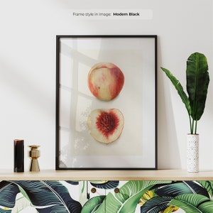 Sliced Apricot - Vintage Fruit Print | Framed Botanical Wall Art | Antique Fruit Scientific Illustration | Encyclopedia Apricot Poster