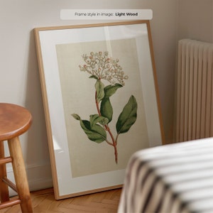 Laurustinus - affiche florale vintage | Art mural botanique encadré | Illustration botanique antique | Impression d'art florale | Viorne rouge