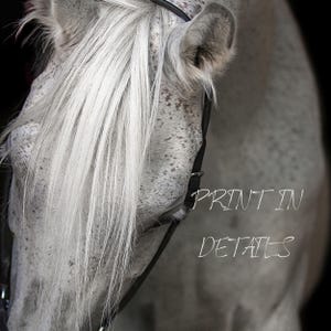 Elegante stampa artistica di cavallo bianco – Graziosa fotografia equina, stampa extra large immagine 3